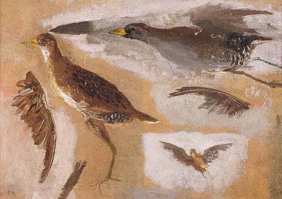 Thomas Eakins Studies of Game Birds, probably Viginia Rails Spain oil painting art
